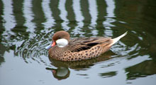 Pintails - Bahama